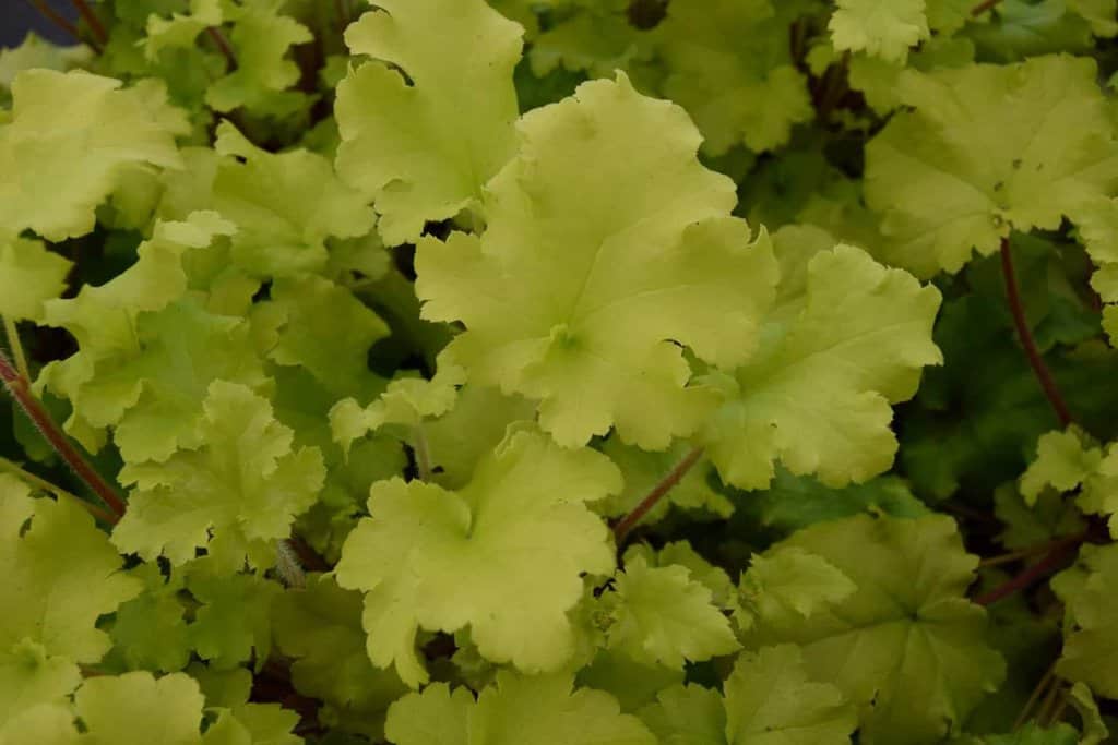 Heuchera 'Lime Marmalade' ---